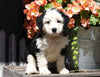 Mini Bernedoodle For Sale Millersburg, OH Male- Jasper
