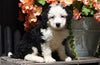 Mini Bernedoodle For Sale Millersburg, OH Male- Jasper