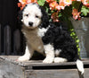 Mini Bernedoodle For Sale Millersburg, OH Male- Jasper