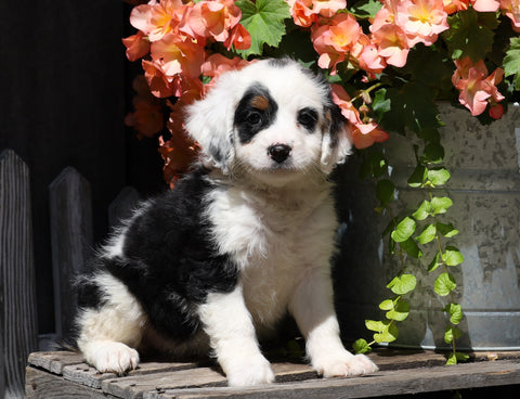 Mini Bernedoodle For Sale Millersburg, OH Female- Crystal