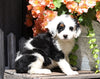 Mini Bernedoodle For Sale Millersburg, OH Female- Crystal