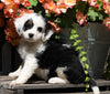 Mini Bernedoodle For Sale Millersburg, OH Female- Crystal