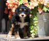 Mini Bernedoodle For Sale Millersburg, OH Female- Korie