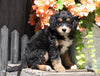 Mini Bernedoodle For Sale Millersburg, OH Female- Korie