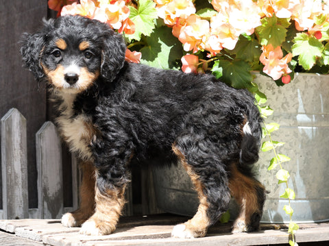 Mini Bernedoodle For Sale Millersburg, OH Female- Korie