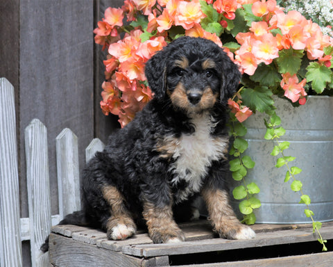 Mini Bernedoodle For Sale Millersburg, OH Male- Jackson