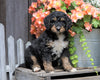 Mini Bernedoodle For Sale Millersburg, OH Male- Jackson