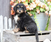Mini Bernedoodle For Sale Millersburg, OH Male- Jackson