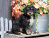 Mini Bernedoodle For Sale Millersburg, OH Male- Jackson
