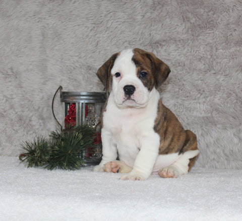 Beabull Puppies For Sale Fredricksburg OH Male-Bentley
