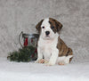 Beabull Puppies For Sale Fredricksburg OH Male-Bentley