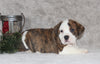 Beabull Puppies For Sale Fredricksburg OH Male-Bentley