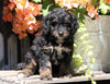 Mini Bernedoodle For Sale Millersburg, OH Female- Ashley
