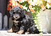 Mini Bernedoodle For Sale Millersburg, OH Female- Ashley