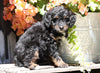 Mini Bernedoodle For Sale Millersburg, OH Female- Ashley