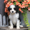 Mini Bernedoodle For Sale Millersburg, OH Female- Charlotte
