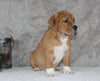 Beabull Puppy For Sale Fredricksburg OH Male-Ollie
