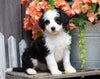 Mini Bernedoodle For Sale Millersburg, OH Female- Charlotte