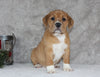 Beabull Puppy For Sale Fredricksburg OH Male-Ollie