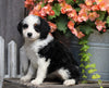 Mini Bernedoodle For Sale Millersburg, OH Female- Charlotte