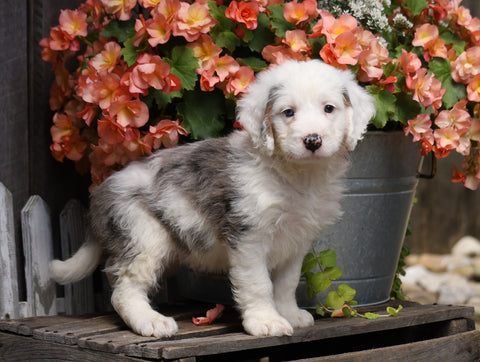 Mini Bernedoodle For Sale Millersburg, OH Male- Rambo