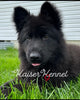 Long Haired German Shepherd For Sale Louisville OH Female-Jetta