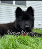 Long Haired German Shepherd For Sale Louisville OH Male-Aragon