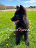 Long Haired German Shepherd For Sale Louisville OH Male-Aragon