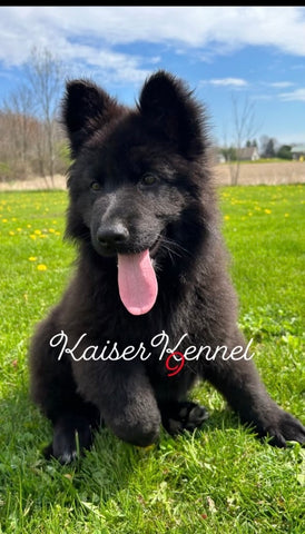 Long Haired German Shepherd For Sale Louisville OH Male-Aragon