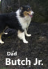 AKC Registered Collie Lassie For Sale Fredricksburg OH Male-Harley
