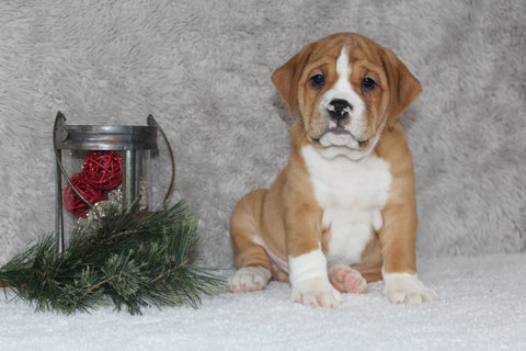 Beabull Puppy For Sale Fredricksburg OH Male-Scott