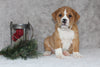 Beabull Puppy For Sale Fredricksburg OH Male-Scott