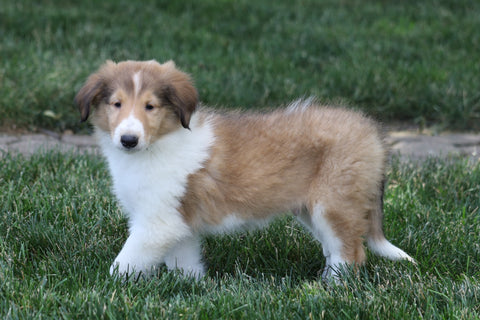 AKC Registered Collie (Lassie) For Sale Fredericksburg, OH Male- Quiver