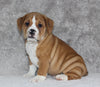 Beabull Puppy For Sale Fredricksburg OH Male-Scott