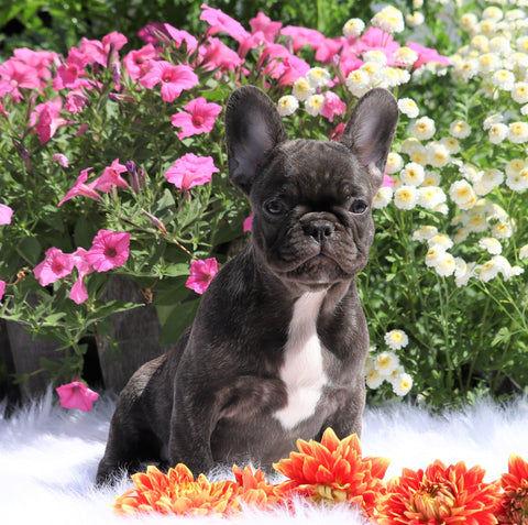 AKC Registered French Bulldog For Sale Fredericksburg, OH Male- Matt