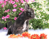 AKC Registered French Bulldog For Sale Fredericksburg, OH Male- Matt