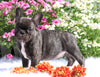 AKC Registered French Bulldog For Sale Fredericksburg, OH Male- Matt