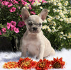 AKC Registered French Bulldog For Sale Fredericksburg, OH Female- Misty