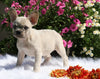 AKC Registered French Bulldog For Sale Fredericksburg, OH Female- Misty