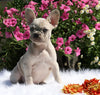AKC Registered French Bulldog For Sale Fredericksburg, OH Female- Misty