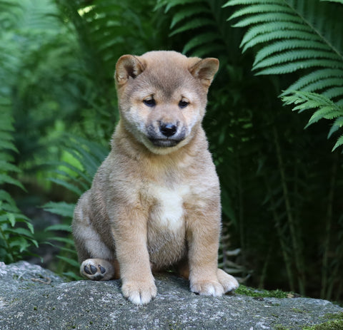 AKC Registered Shiba Inu For Sale Millersburg, OH Male- Jack