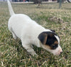 Rat Terrier For Sale Tampico Illinois Female-Charlotte