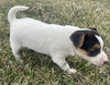Rat Terrier For Sale Tampico Illinois Female-Charlotte