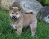AKC Registered Shiba Inu For Sale Millersburg, OH Male- Jack
