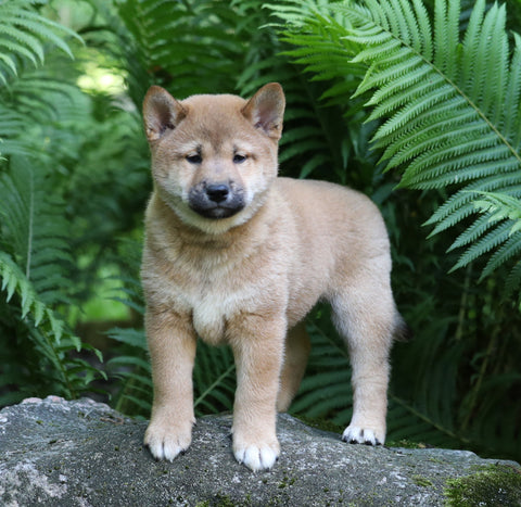 AKC Registered Shiba Inu For Sale Millersburg, OH Male- Tom