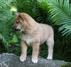 AKC Registered Shiba Inu For Sale Millersburg, OH Male- Tom