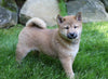 AKC Registered Shiba Inu For Sale Millersburg, OH Male- Tom