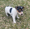 Rat Terrier For Sale Tampico Illinois Female-Daisy