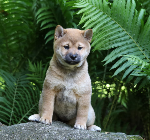 AKC Registered Shiba Inu For Sale Millersburg, OH Female- Roses