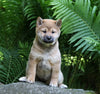 AKC Registered Shiba Inu For Sale Millersburg, OH Female- Roses